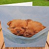 Irish Terrier Rachael Hale Glittery Dog Card Tilly & George
